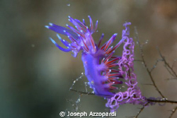 Nudi and eggs. This photo was taken on a shipwreck at 34m... by Joseph Azzopardi 